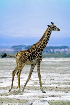 Giraffe, Amboseli 0613