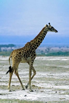 Giraffe, Amboseli 0614