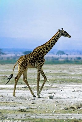 Masai Giraffe, Amboseli 0617