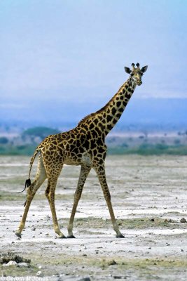 Masai Giraffe, Amboseli 0618