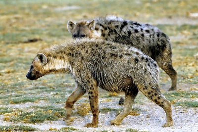 Spotted Hyena, Amboseli 0424