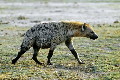 Spotted Hyena, Amboseli 0428