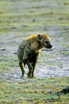 Spotted Hyena, Amboseli 0431