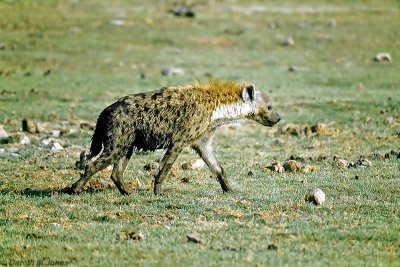 Spotted Hyena