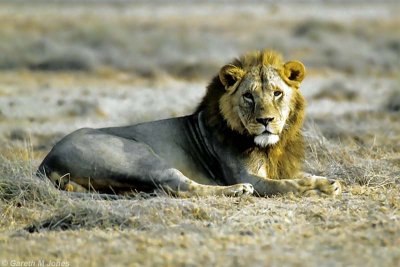 Lion, Amboseli 0437