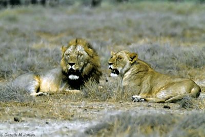 Lion, Amboseli 0519