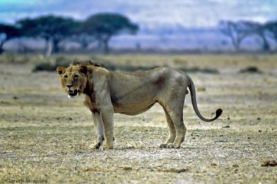 Lion, Amboseli 0628