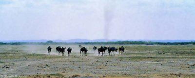 Wildebeest, Amboseli 0619