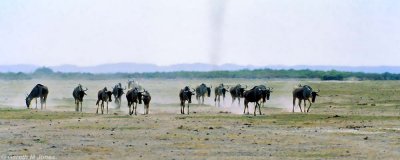 Wildebeest, Amboseli 0620