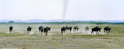 Wildebeest, Amboseli 0621