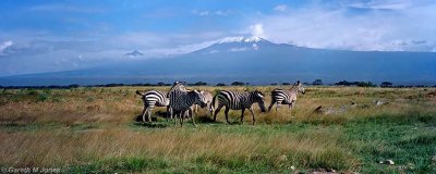 Zebra, Amboseli 0115