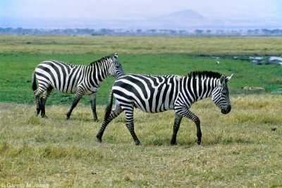Zebra, Amboseli 0601