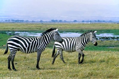 Zebra, Amboseli 0602