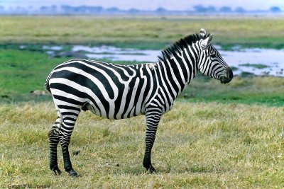 Zebra, Amboseli 0603