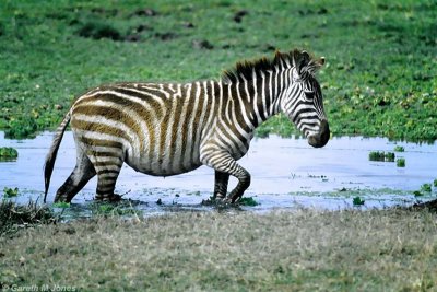 Zebra, Amboseli 0609