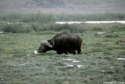 African Buffalo, Amboseli 0308