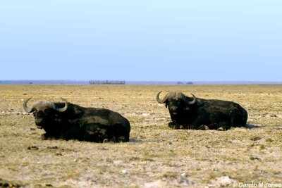 African Buffalo, Amboseli 0724