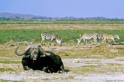 African Buffalo, Amboseli 0810