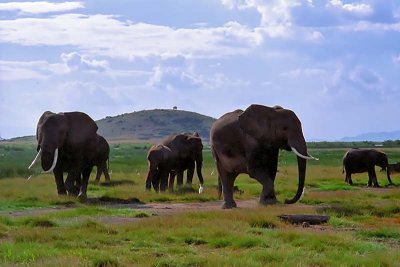 Elephant, Amboseli 0125