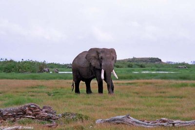 Elephant, Amboseli 0207
