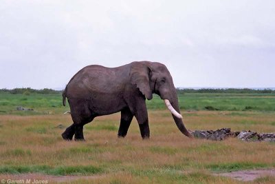 Elephant, Amboseli 0208