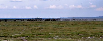 Elephant, Amboseli 0224