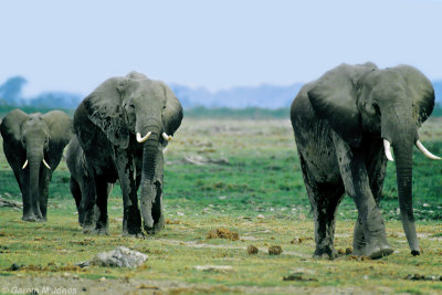 Elephant, Amboseli 0324