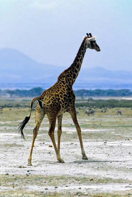 Masai Giraffe, Amboseli 0612