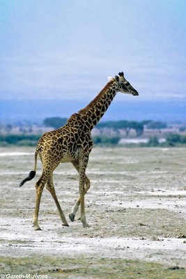 Masai Giraffe, Amboseli 0615