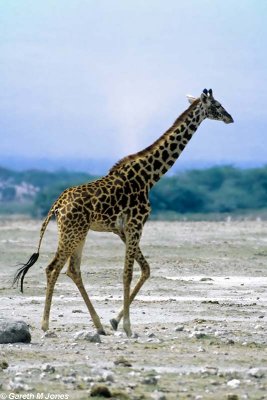 Masai Giraffe, Amboseli 0616