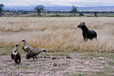 Spotted Hyena, Amboseli 0214