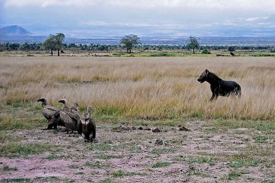 Spotted Hyena, Amboseli 0216