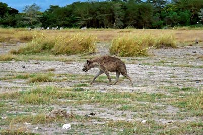 Spotted Hyena, Amboseli 0226