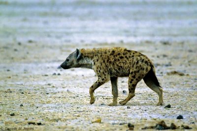 Spotted Hyena, Amboseli 0301
