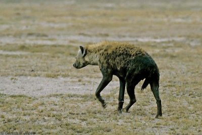 Spotted Hyena, Amboseli 0302
