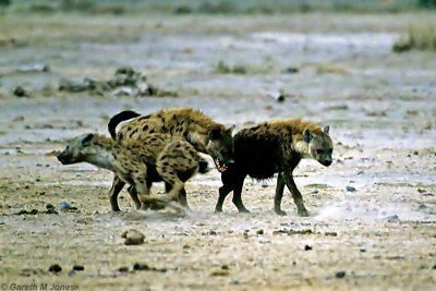 Spotted Hyena, Amboseli 0304