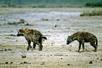 Spotted Hyena, Amboseli 0306