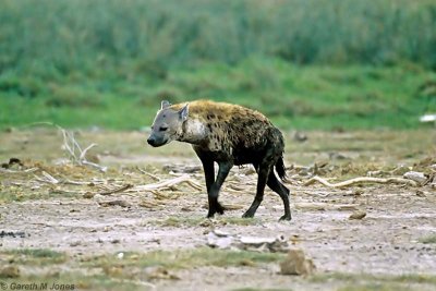 Spotted Hyena, Amboseli 0312