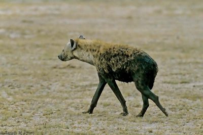 Spotted Hyena, Amboseli 0318