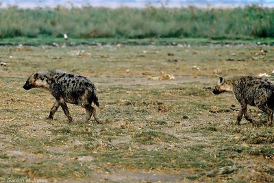 Spotted Hyena, Amboseli 0422