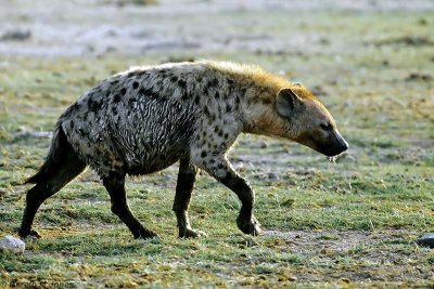 Spotted Hyena, Amboseli 0429