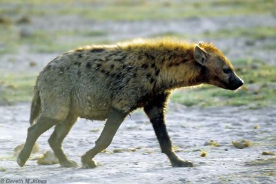 Spotted Hyena, Amboseli 0432