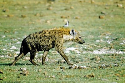 Spotted Hyena, Amboseli 0808