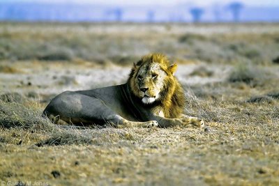 Lion, Amboseli 0435