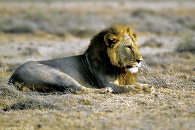 Lion, Amboseli 0436