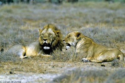 Lion, Amboseli 0520