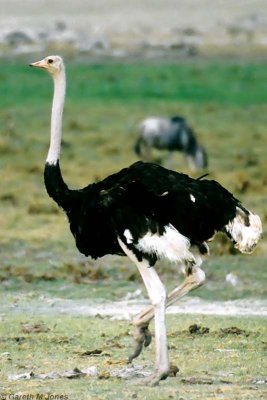 Ostrich, Amboseli 0717