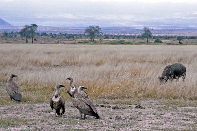Vulture, Amboseli 0213