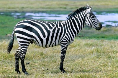 Burchell's Zebra, Amboseli 0604