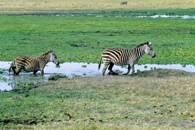 Burchell's Zebra, Amboseli 0608